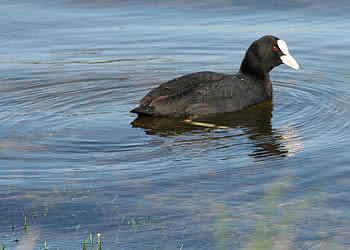 stilling sø